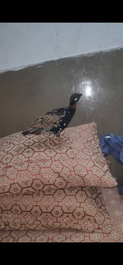 For sell