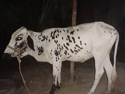 cholistani