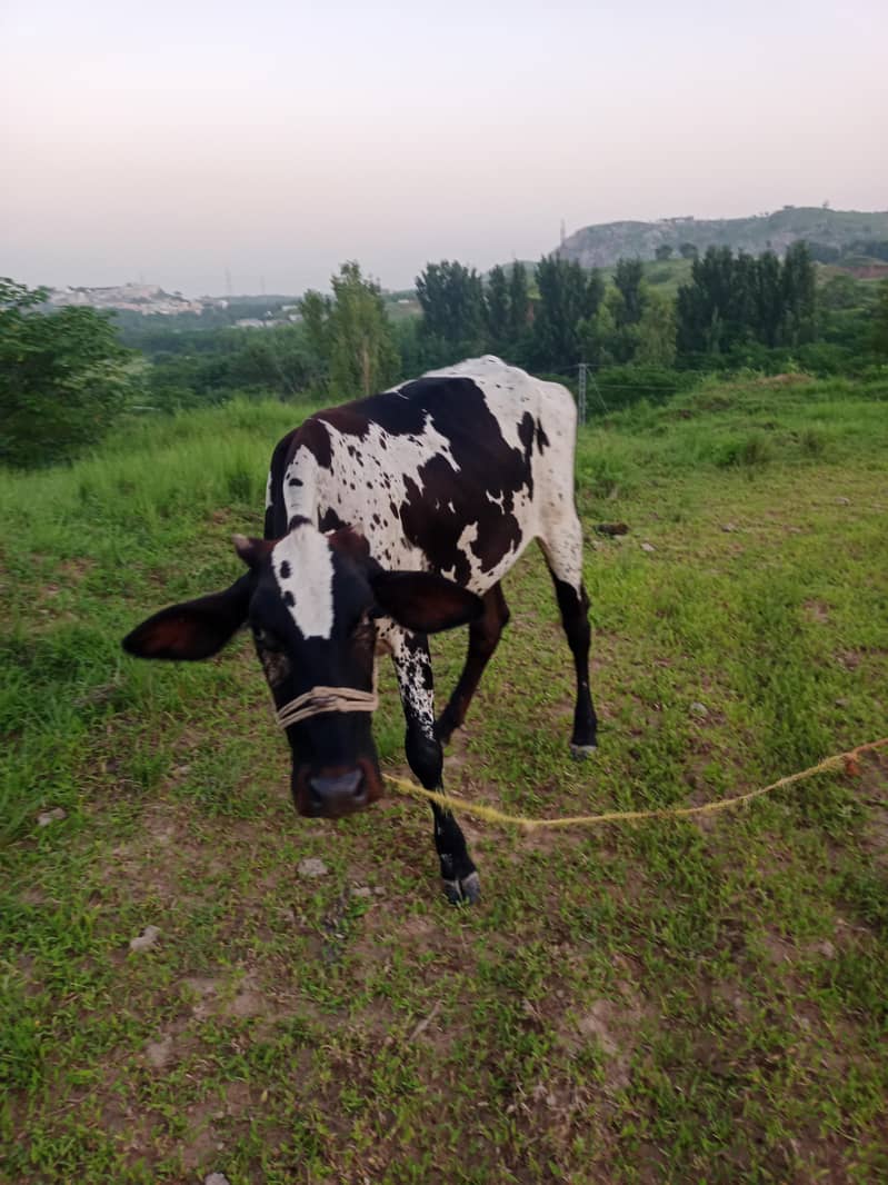 cholistani 7