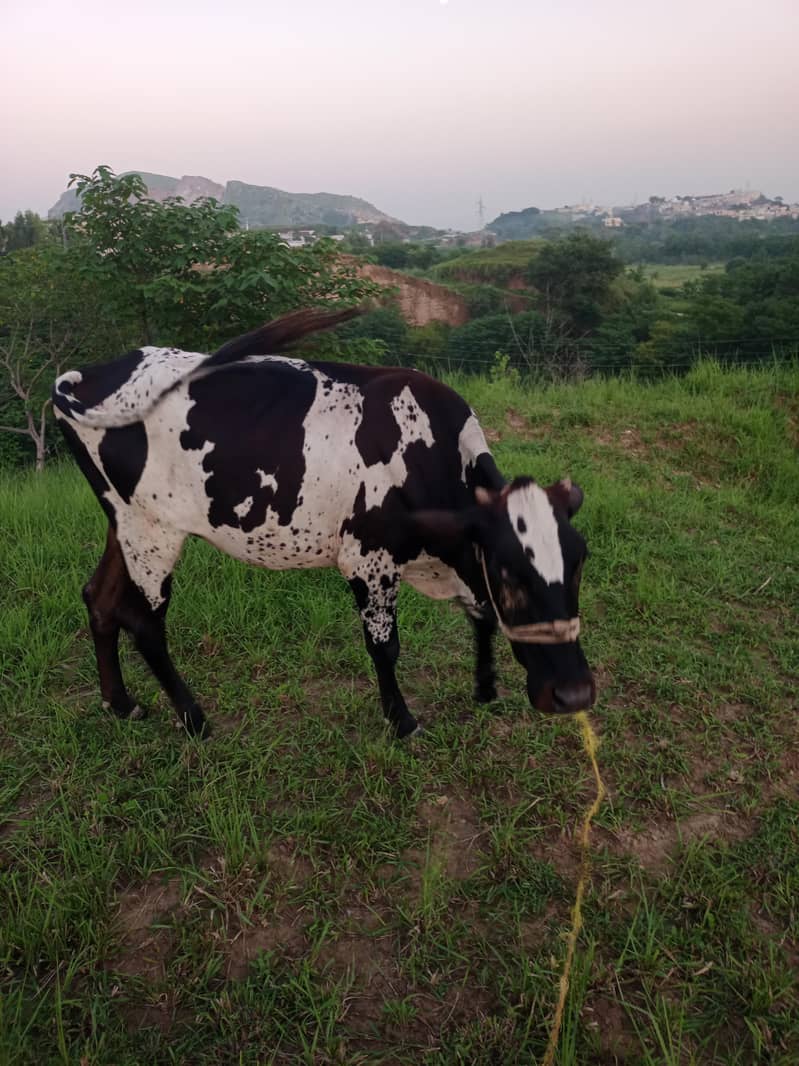 cholistani 8