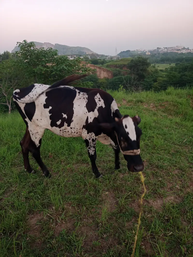 cholistani — photo 9