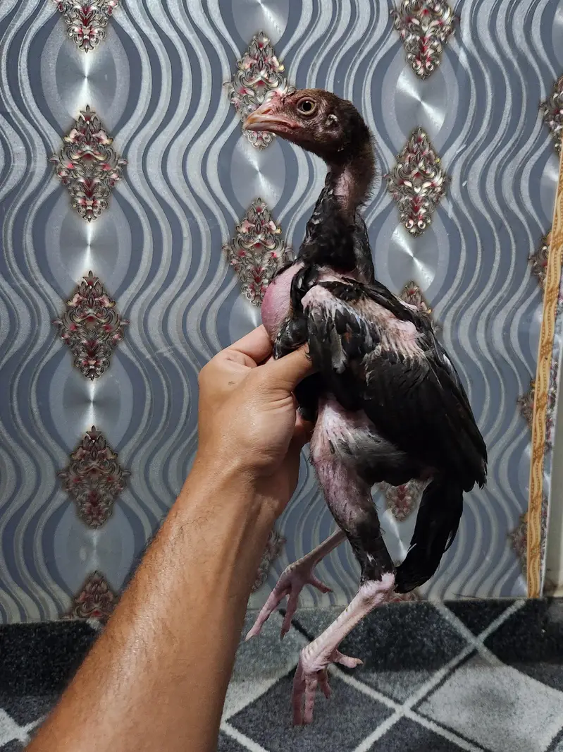 Aseel Chicks — photo 3
