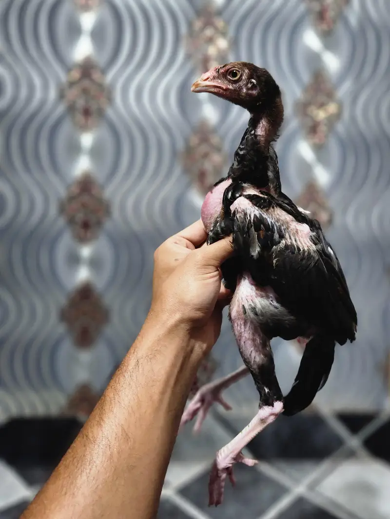 Aseel Chicks — photo 4