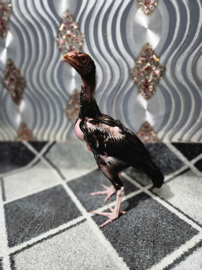 Aseel Chicks — photo 5