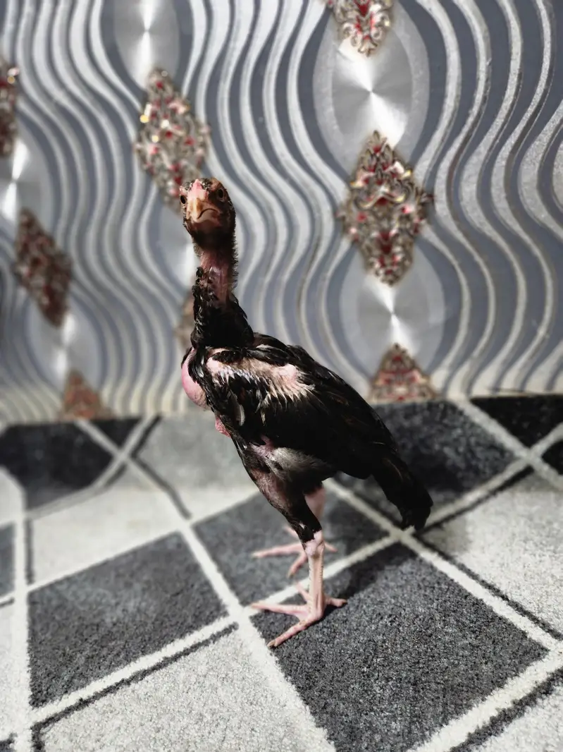 Aseel Chicks — photo 6