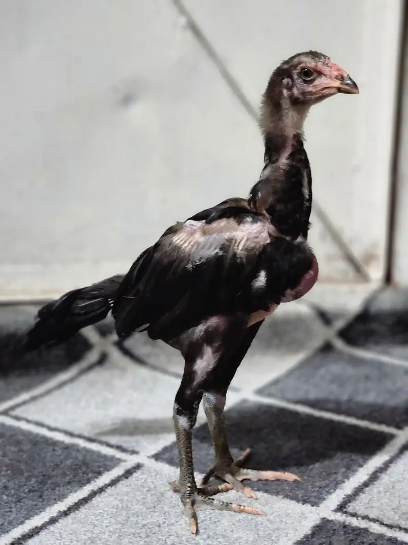 Aseel Chicks — photo 8