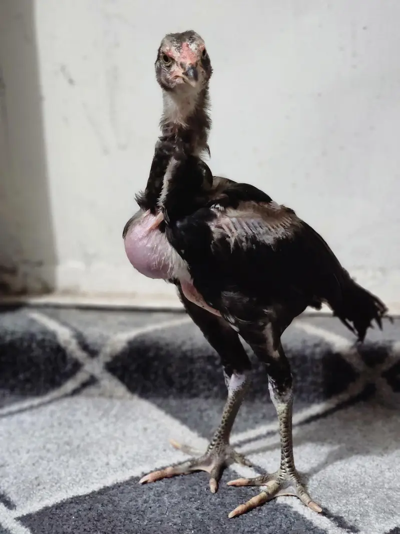 Aseel Chicks — photo 9