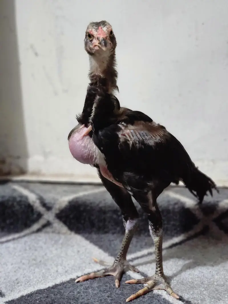 Aseel Chicks — photo 10