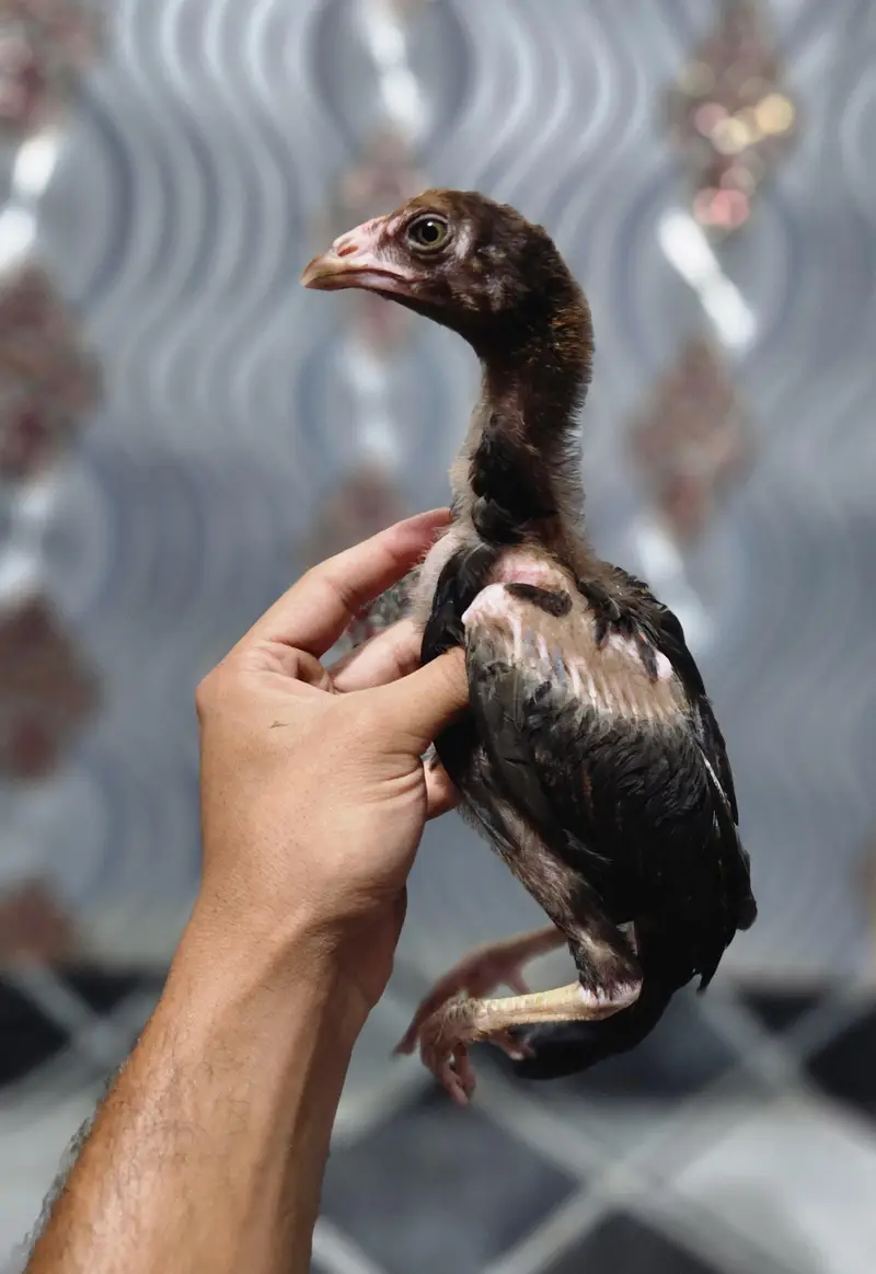 Aseel Chicks — photo 11