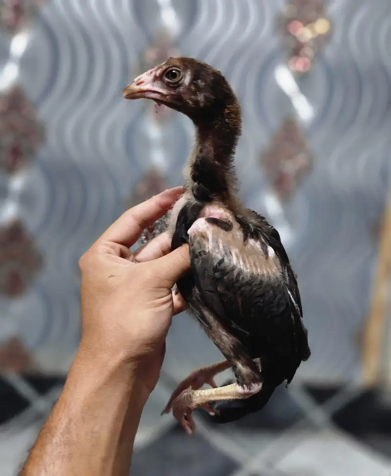 Aseel Chicks — photo 12