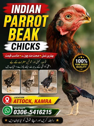 indian parrot beak