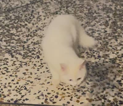 percian cat with doll face