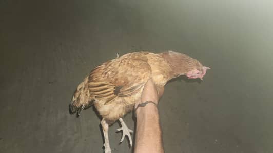 desi murghi