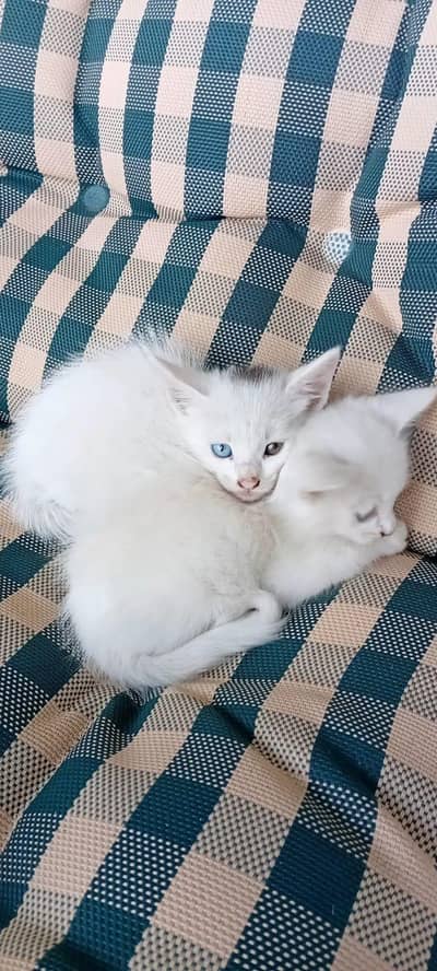 for sale one cat baby