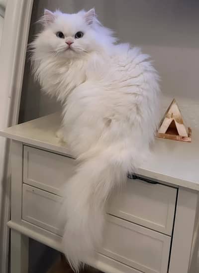 Persian cat 3 month age vaccine related 3 code potty train all okay