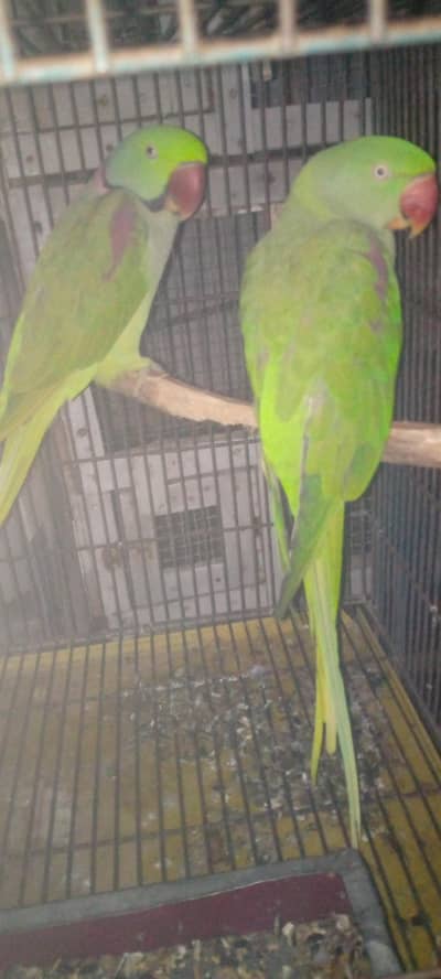 100%breeder pair tame