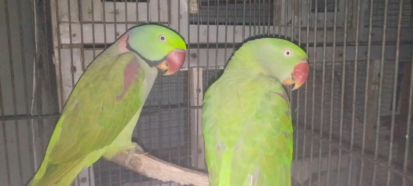 100%breeder pair tame — photo 2