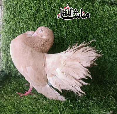 Modern Double tail Lakki Breeder Female For Sale
