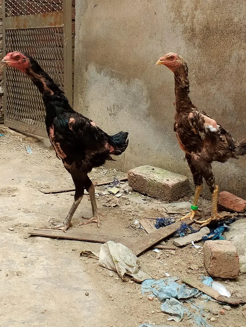 Thai trat 2 female 17 chiks — photo 5
