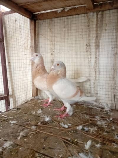 Racer pigeons