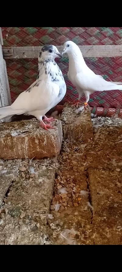 all breeder pegions for sail on 1000 rs per price together 12