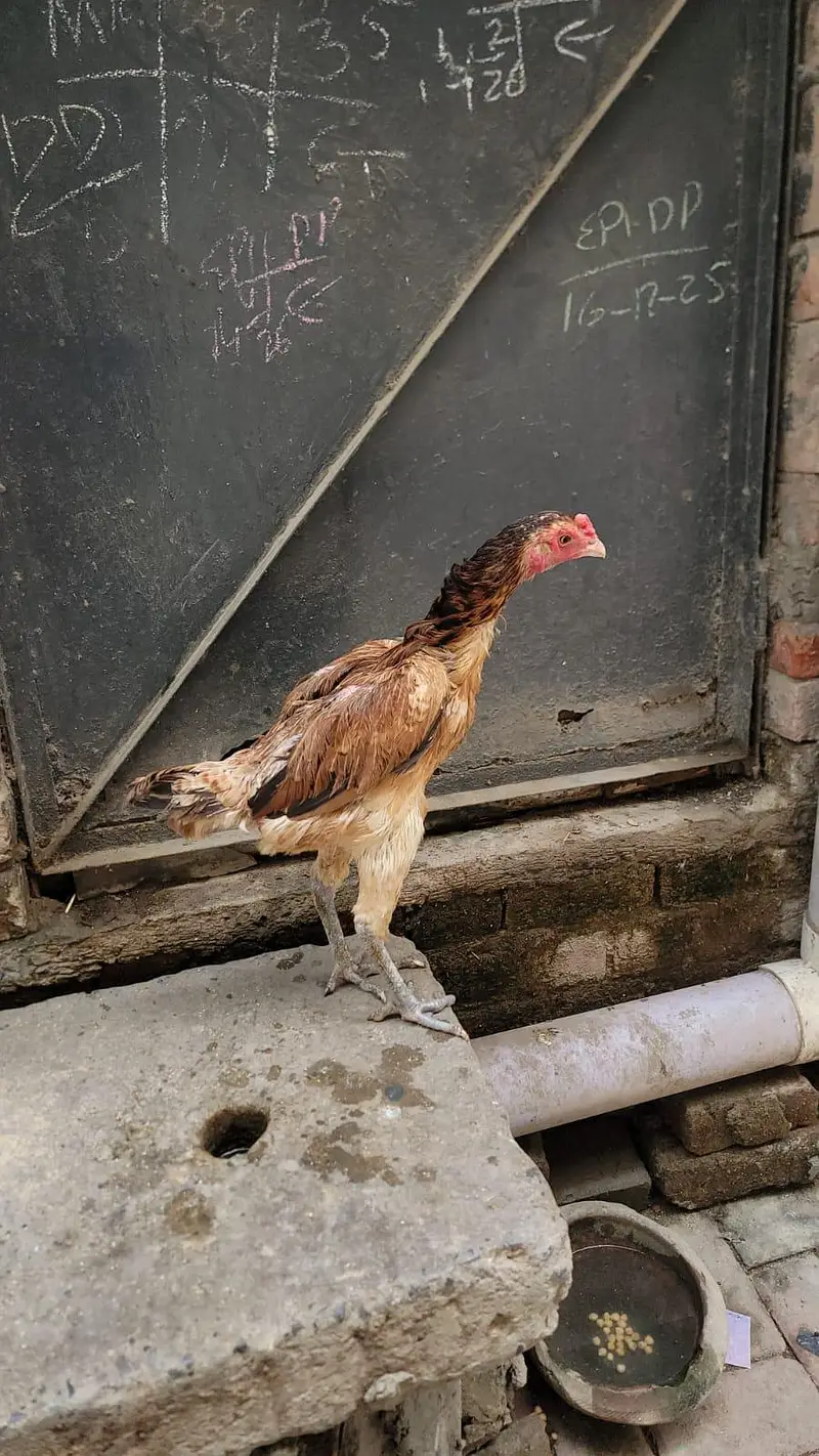 Burmi female — photo 2