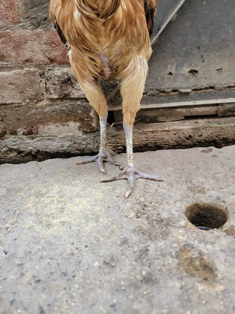 Burmi female — photo 4