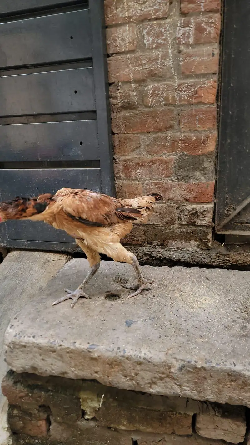 Burmi female — photo 5