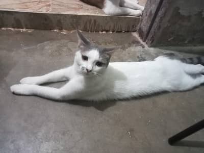 Persian cat breed