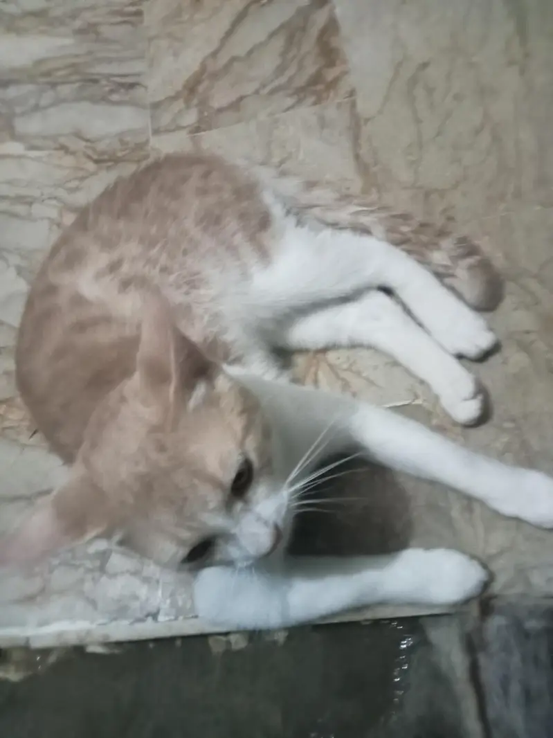 Persian cat breed — photo 2