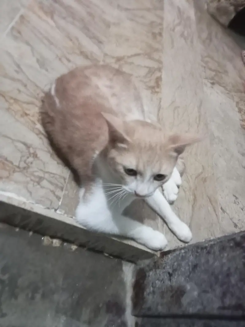 Persian cat breed — photo 3