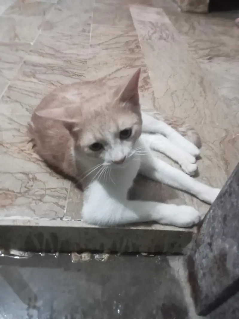 Persian cat breed — photo 5