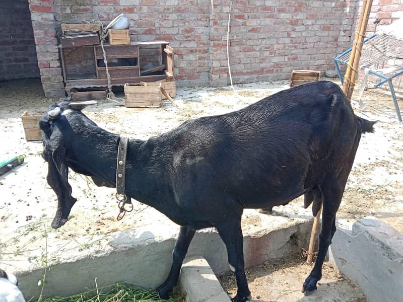 beetal Goat 0