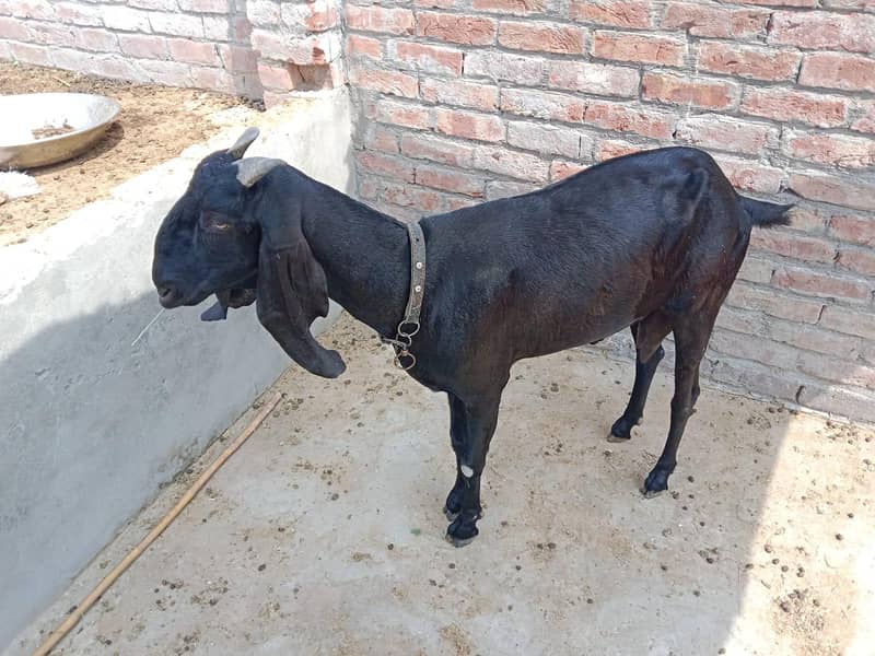 beetal Goat 1