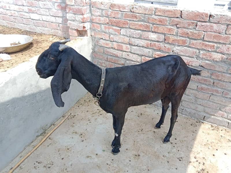 beetal Goat 2