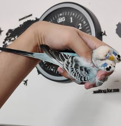 king size budgie male possible BF