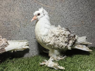 silver frillback chiks pair