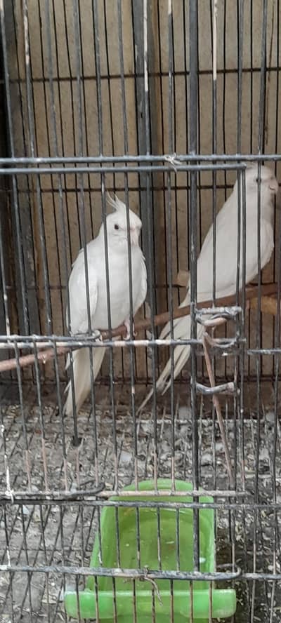 cocktail for sale location multan