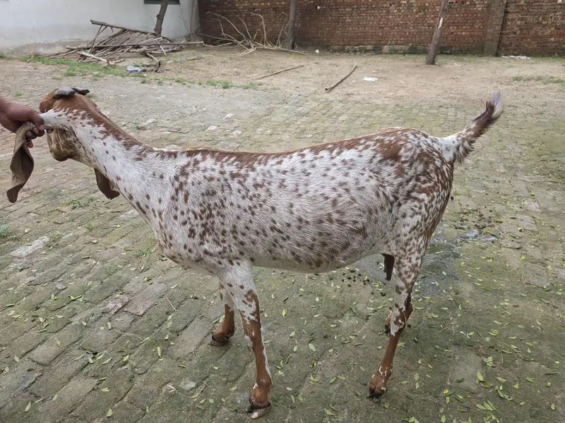 pure makhe cheeni bread — photo 2