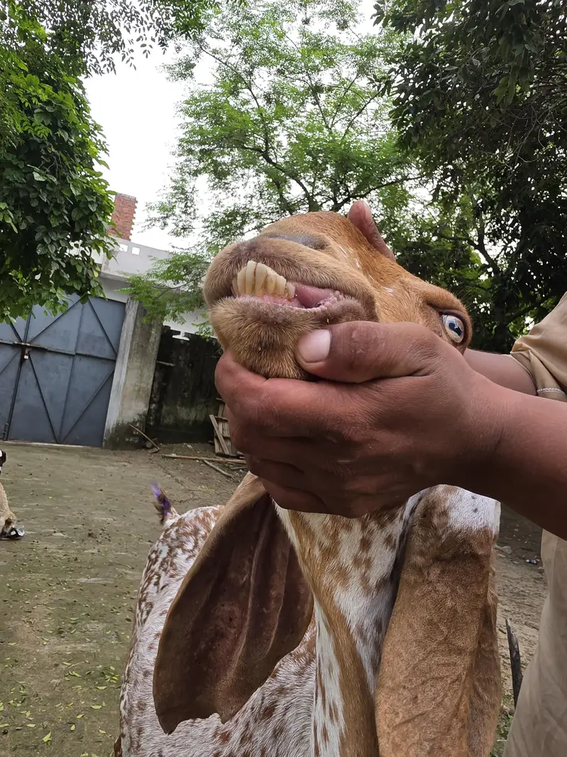 pure makhe cheeni bread — photo 3