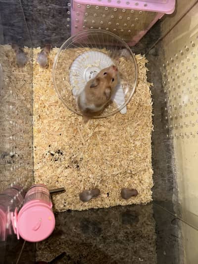 Hamstrs with 4 babies