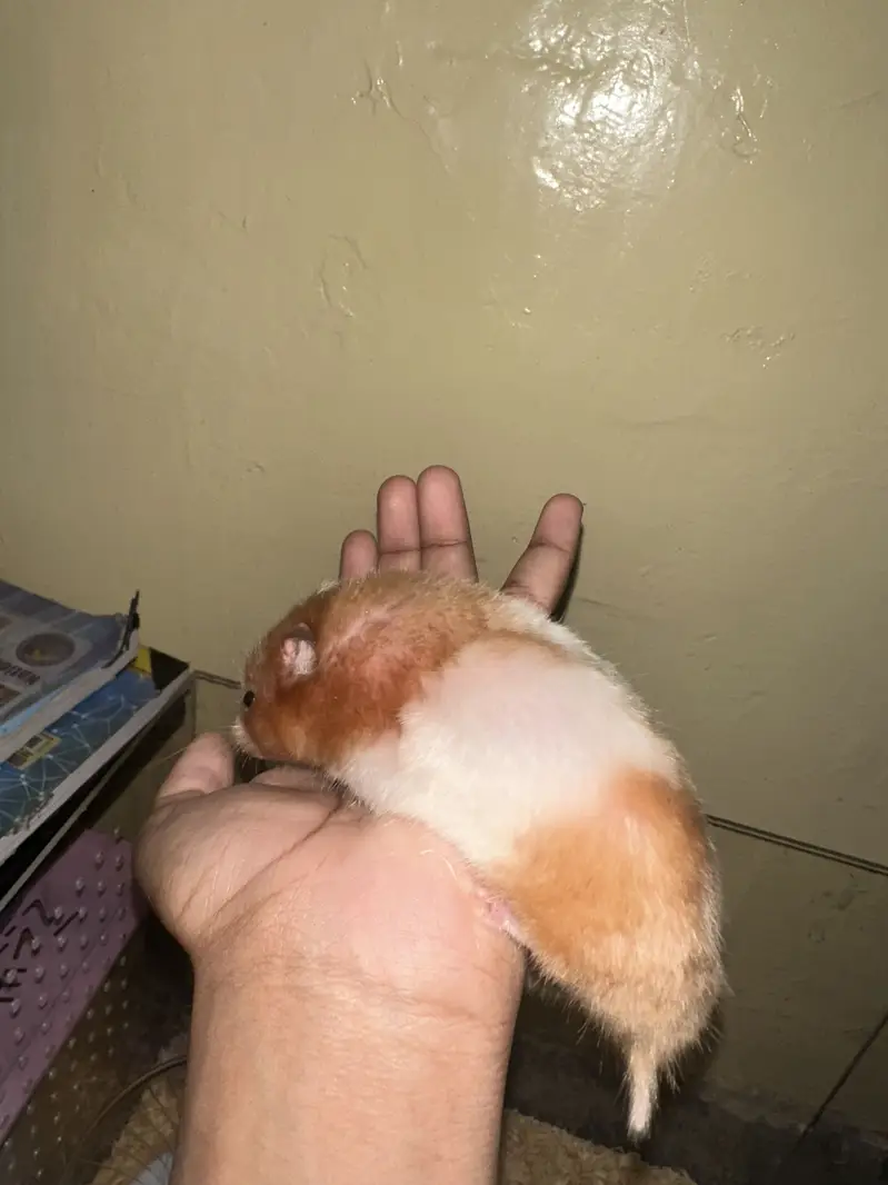 Hamstrs with 4 babies — photo 2