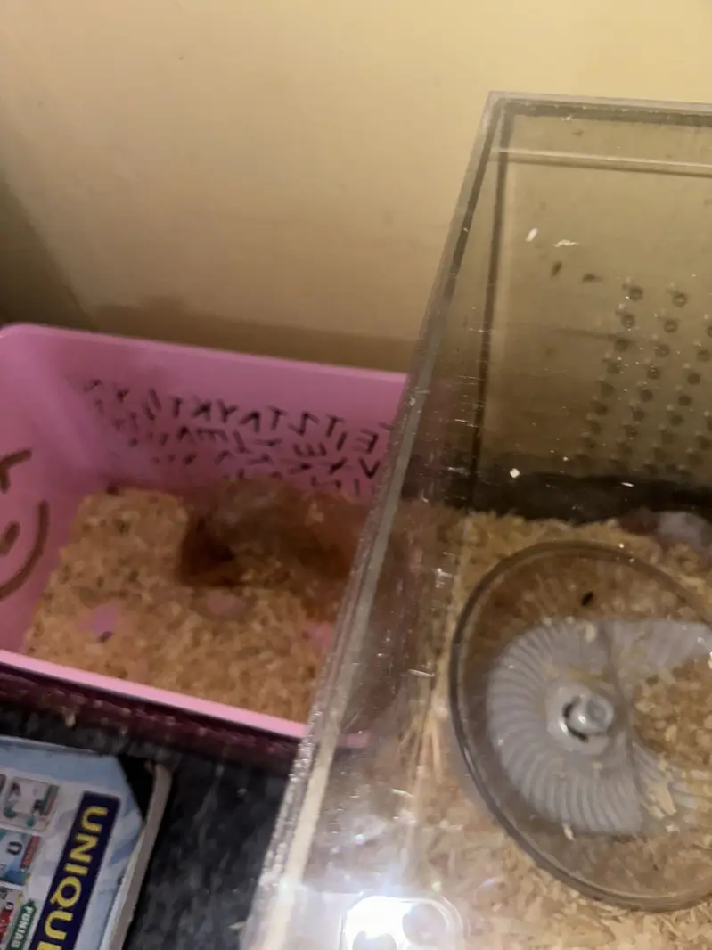 Hamstrs with 4 babies — photo 3