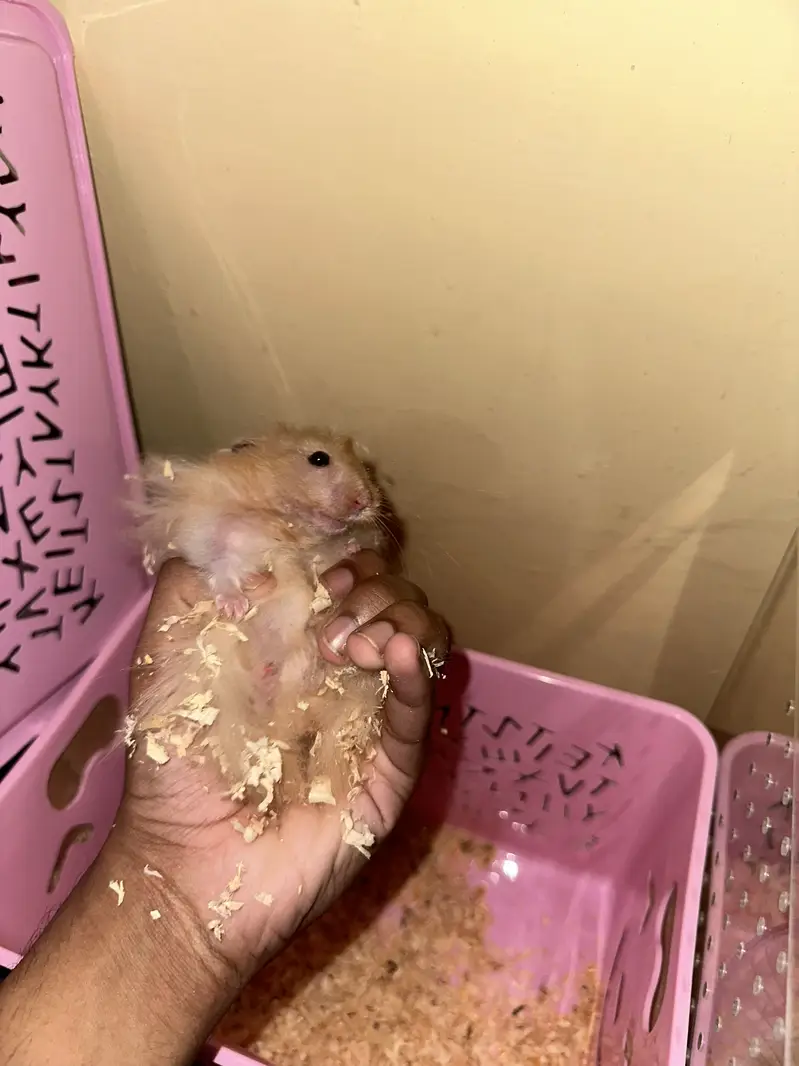 Hamstrs with 4 babies — photo 4