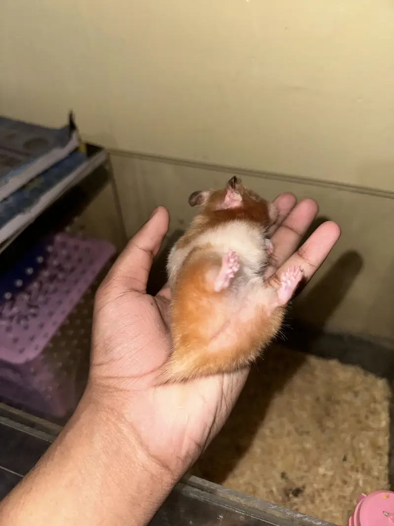 Hamstrs with 4 babies — photo 5