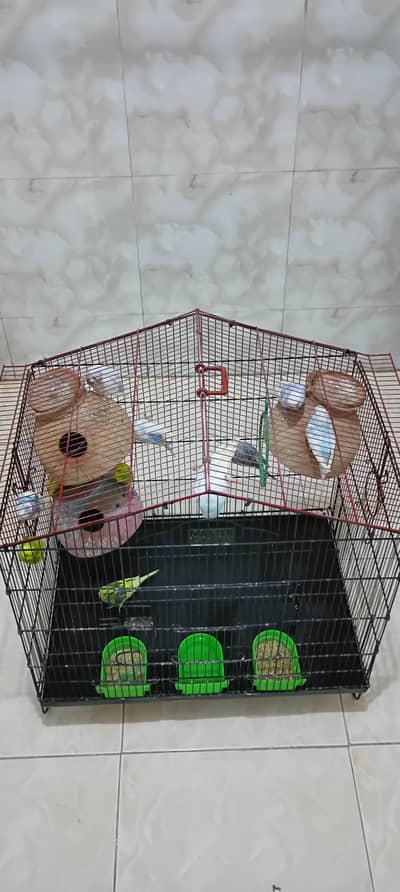 parrots