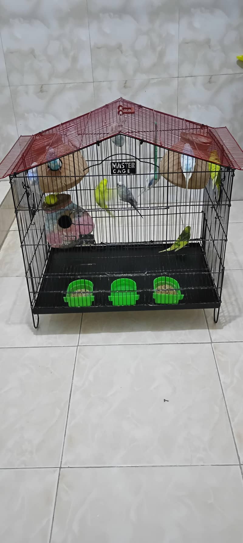 parrots 1