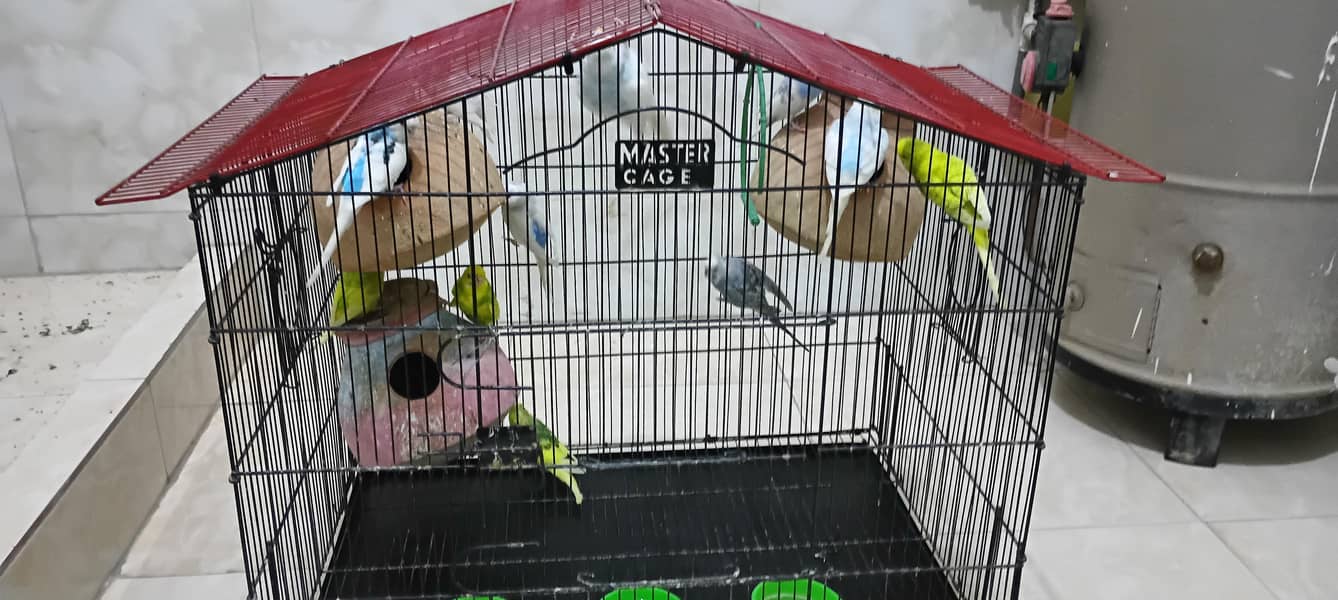 parrots 2