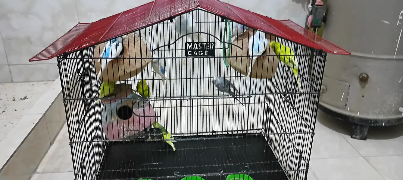 parrots — photo 3