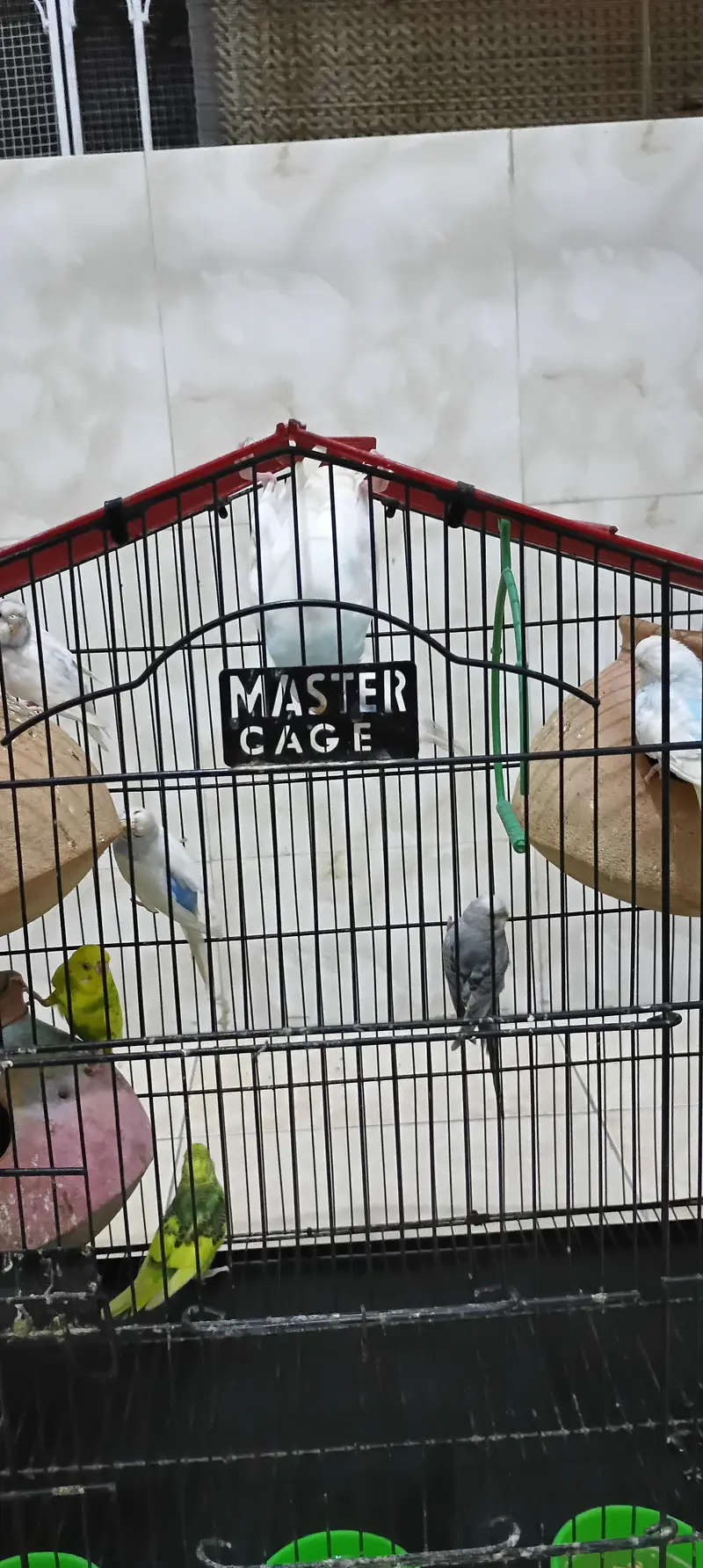 parrots — photo 4